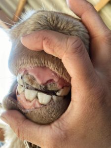 Dentission poulain